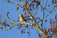Turdus philomelos