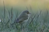 Phylloscopus collybita