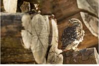 Athene noctua