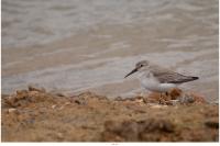 Calidris alpina
