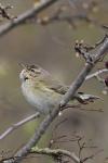 Phylloscopus collybita