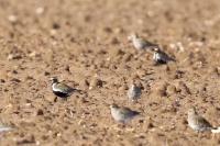 Pluvialis apricaria