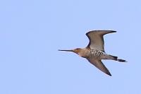 Limosa limosa