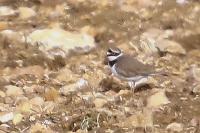 Charadrius dubius
