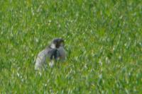 Falco peregrinus