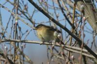 Phylloscopus collybita