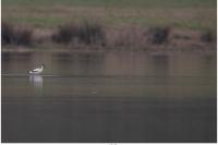 Recurvirostra avosetta