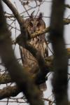 Asio otus