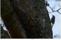 Certhia brachydactyla