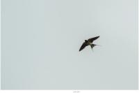 Hirundo rustica