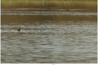Podiceps nigricollis