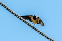 Hirundo rustica