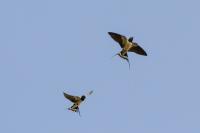 Hirundo rustica