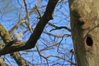 Columba oenas