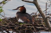 Podiceps cristatus