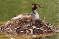 Podiceps cristatus