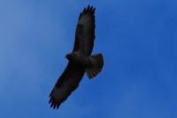Buteo buteo
