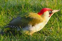 Picus viridis