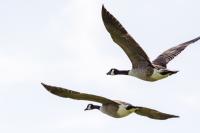 Branta canadensis