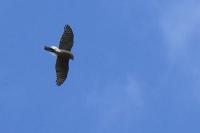 Accipiter nisus