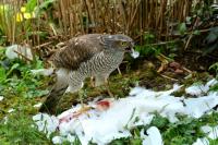 Accipiter nisus