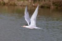 Sterna hirundo