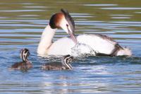 Podiceps cristatus