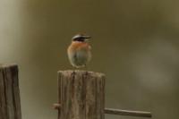 Saxicola rubetra