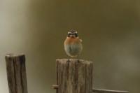 Saxicola rubetra