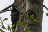 Dendrocopos minor
