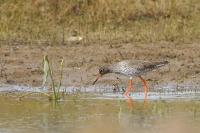 Tringa totanus