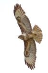 Buteo buteo