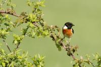 Saxicola rubicola