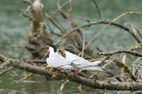 Sterna hirundo
