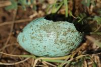 Turdus merula