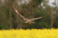 Asio otus