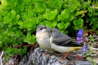 Motacilla cinerea