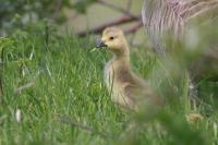 Branta canadensis