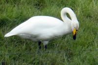 Cygnus cygnus