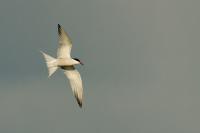 Sterna hirundo
