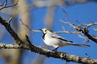 Motacilla alba alba
