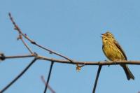 Emberiza citrinella