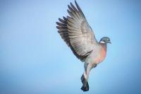 Columba palumbus