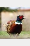 Phasianus colchicus
