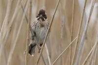 Emberiza schoeniclus