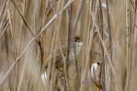 Acrocephalus scirpaceus
