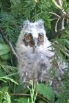 Asio otus
