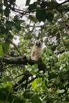 Asio otus