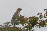 Hippolais polyglotta