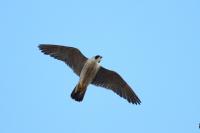 Falco peregrinus
